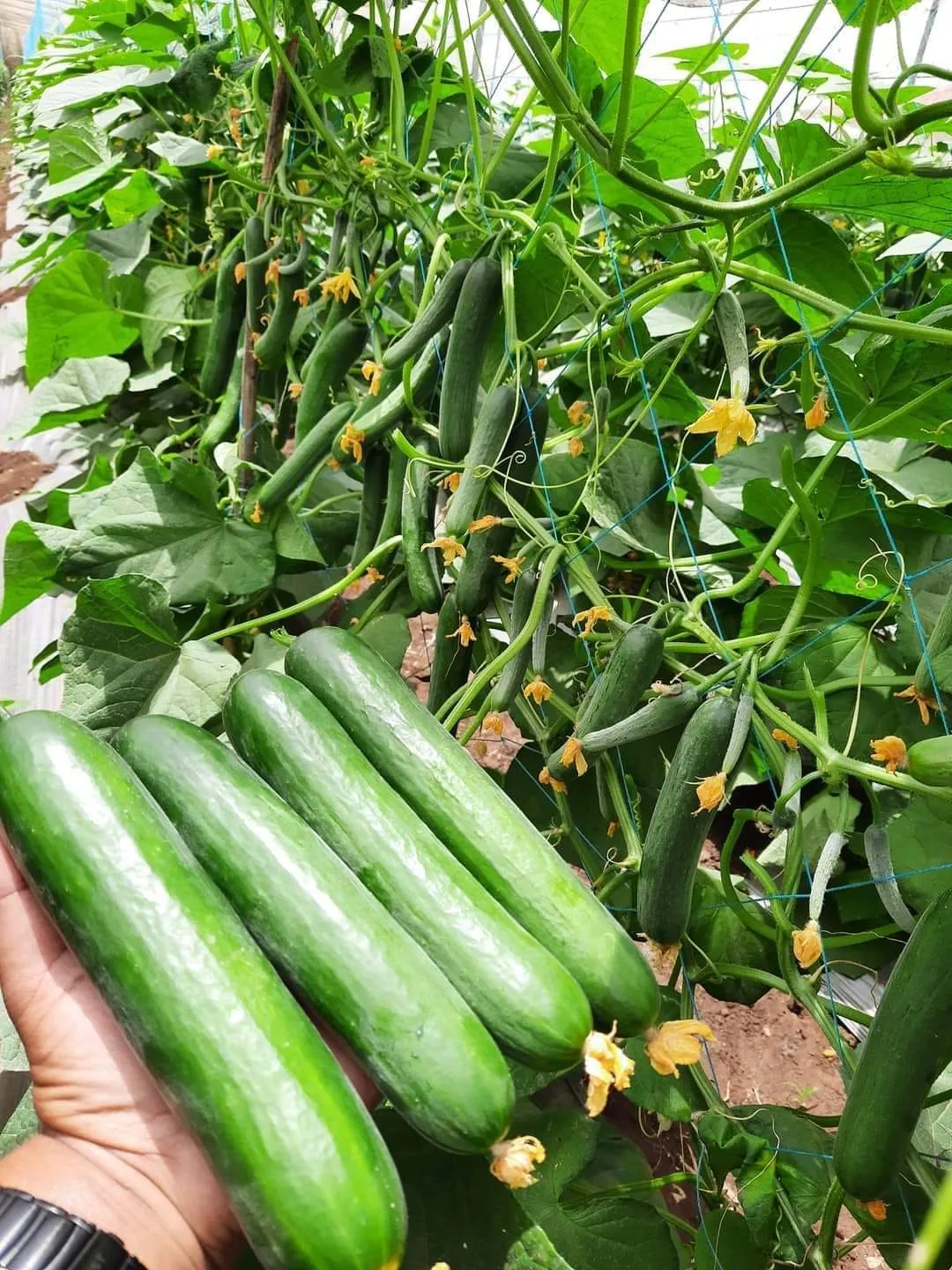 ICON Horticulture Field Work - Polyhouse & Net House Construction